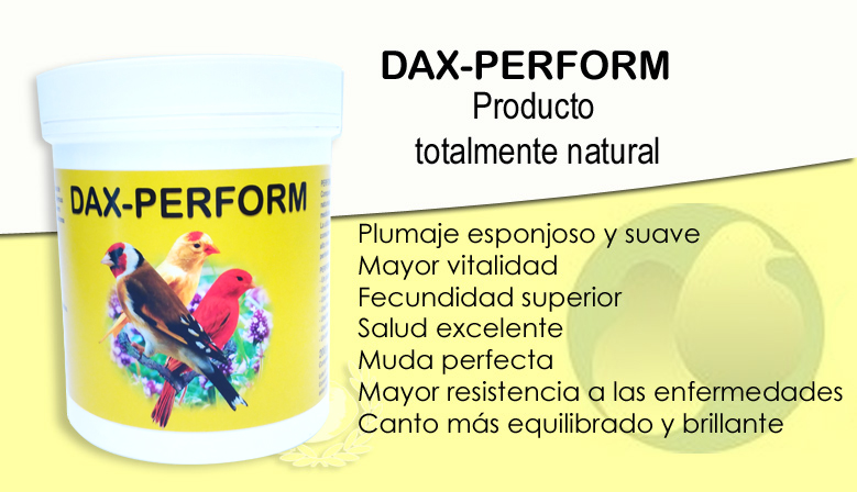 DAX PERFORM Canariz