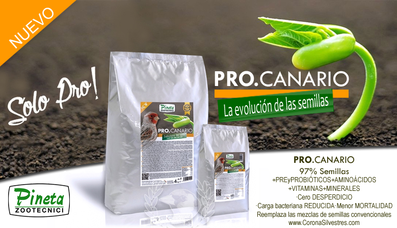 procanario pineta